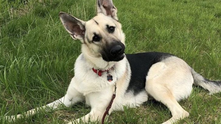 What’s So Special About The Black And Cream German Shepherd