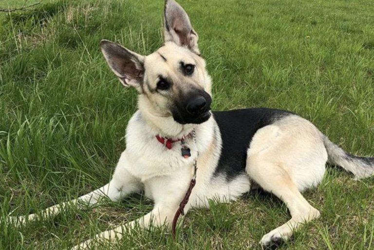 Black And Cream German Shepherd lies on the grass and listens