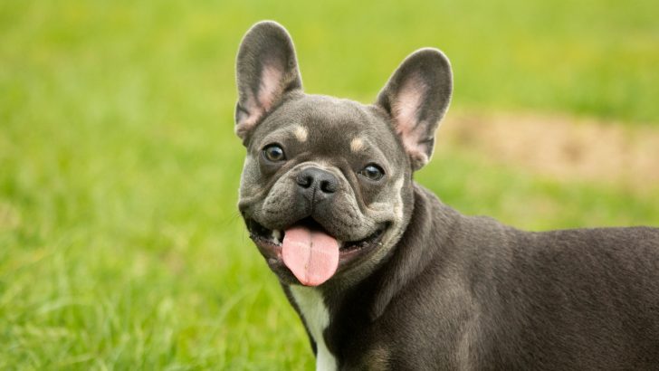 What’s Up With French Bulldog Ear Taping?