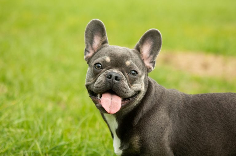 french Bulldog