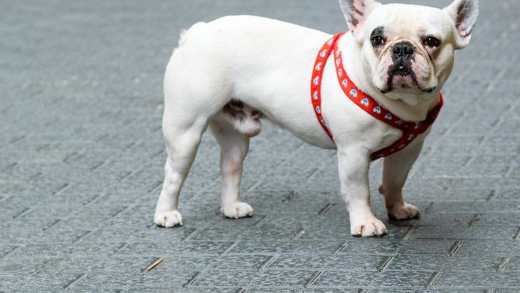 White French Bulldog: All About This Unique Frenchie