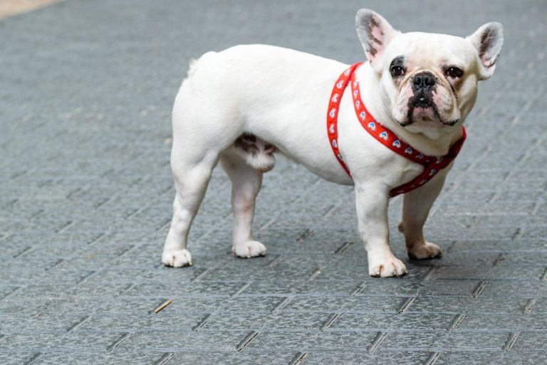 a white french bulldog is standing on the street