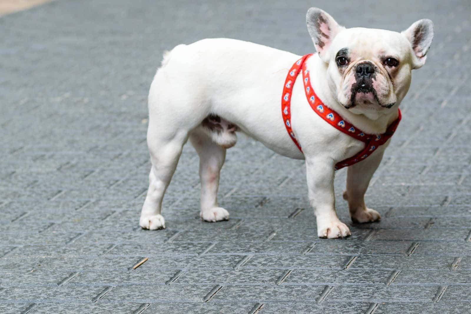 a white french bulldog is standing on the street