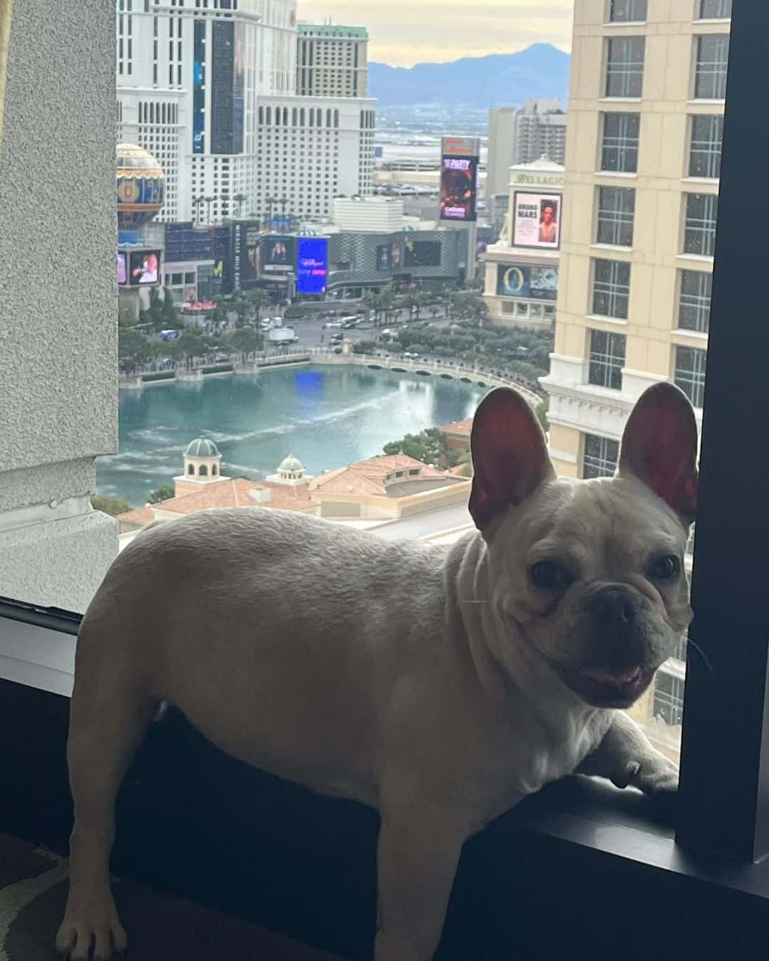 White French Bulldog sitting by the window