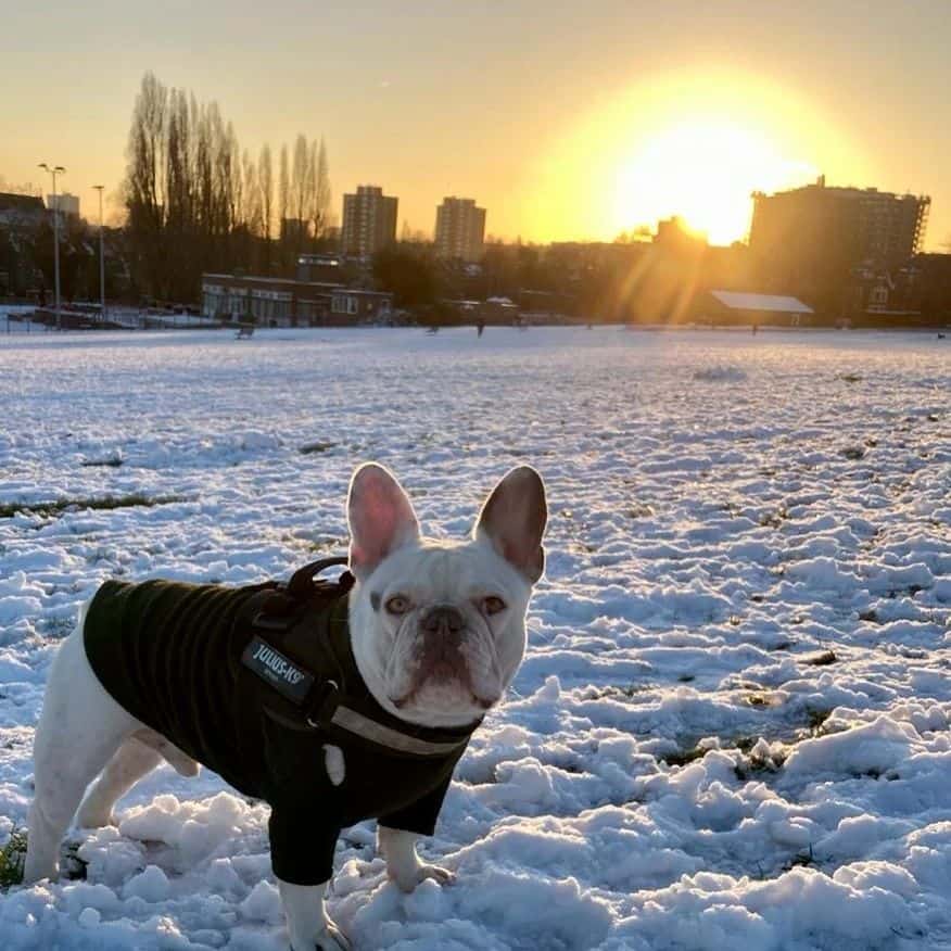 White French Bulldog standing on snow