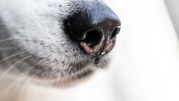 Why Are Dogs Noses Wet? Learn 3 Most Common Reasons
