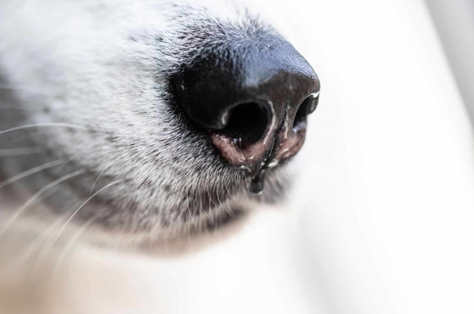 wet dogs nose