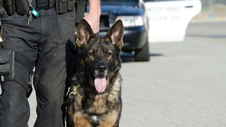 Why Are German Shepherds Good Police Dogs And K-9 Heroes?