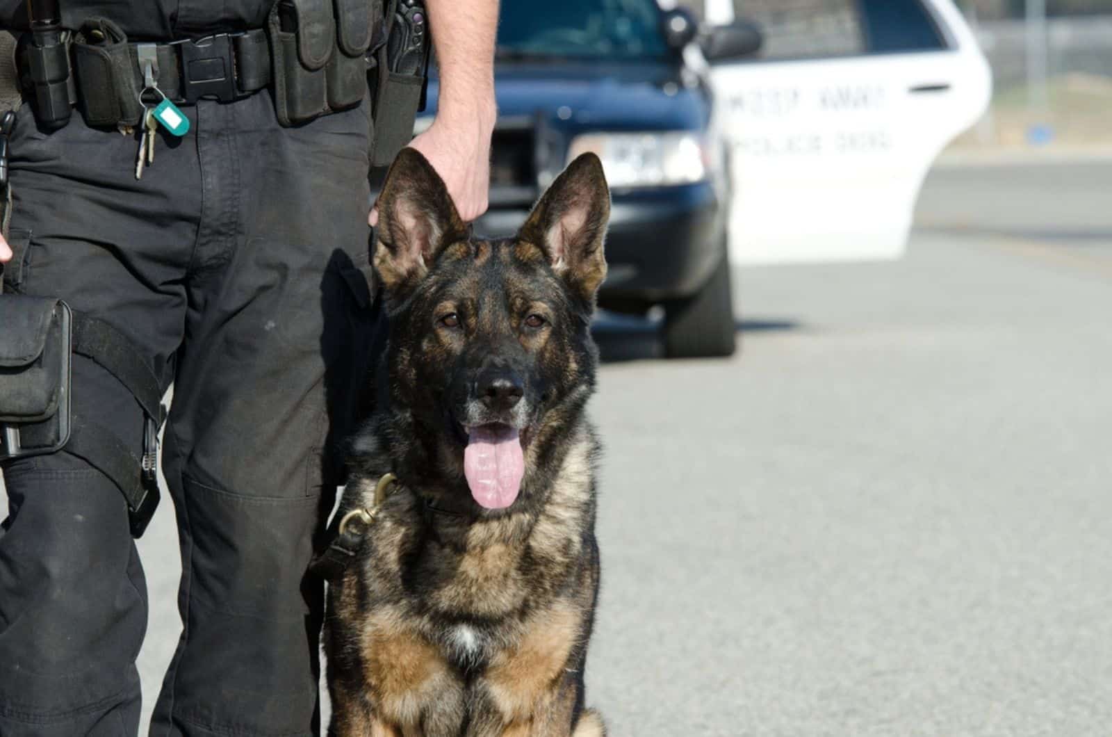 a K9 police officer with his dog