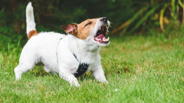 Why Are Small Dogs So Aggressive? Don’t Get Angry At The Truth