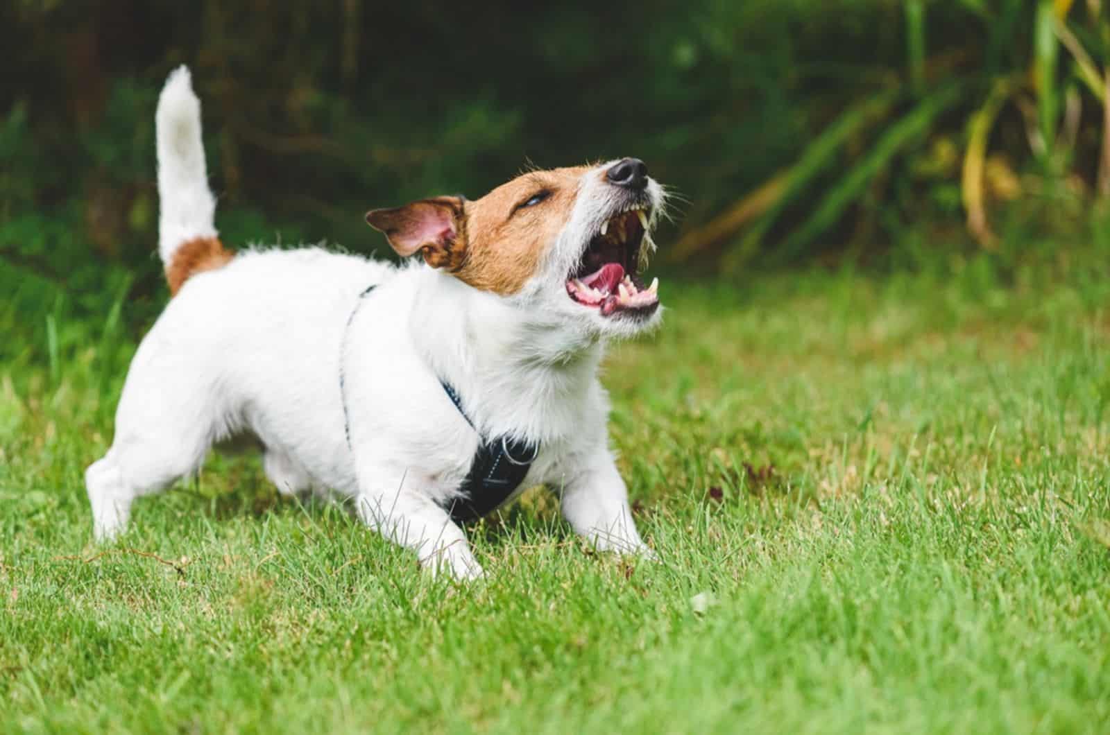 small aggressive dog barking in the yard