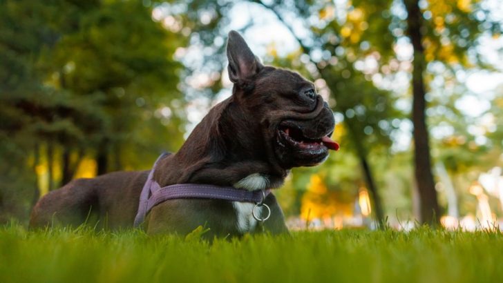 Why Do Bulldogs Lick The Air? It’s One Of These 9 Reasons