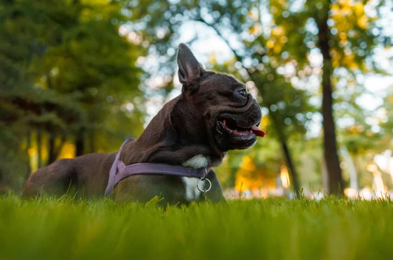 french bulldog licks the air in the park on the lawn