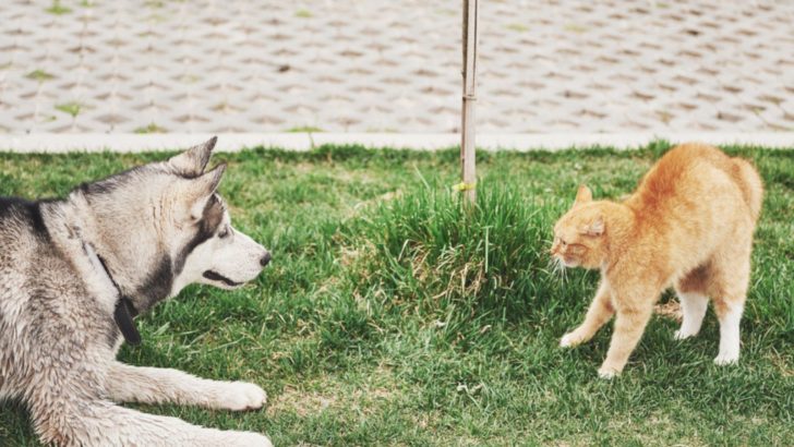 Why Do Cats And Dogs Hate Each Other So Much?