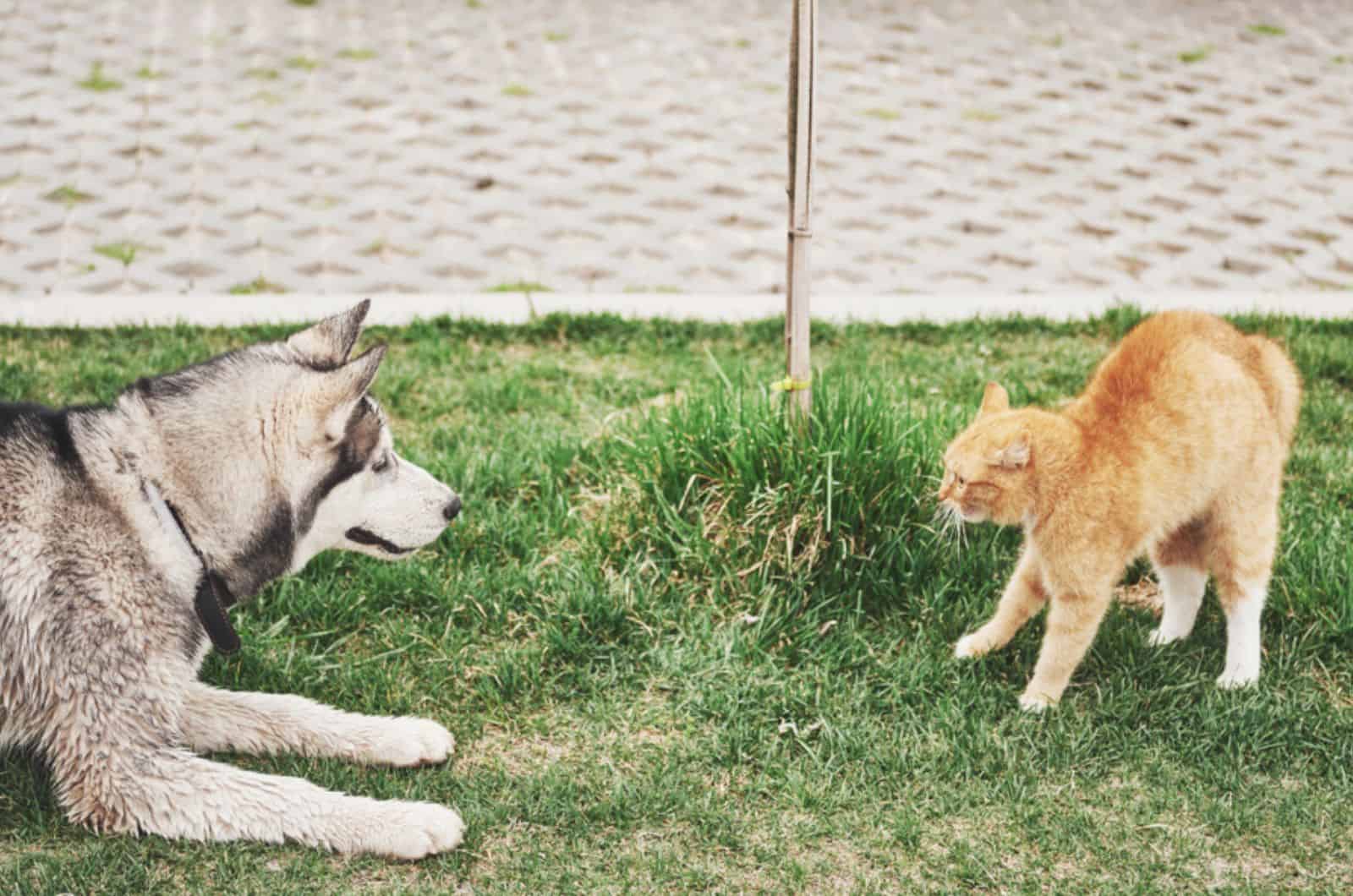 an unexpected meeting of cat and dog in the garden
