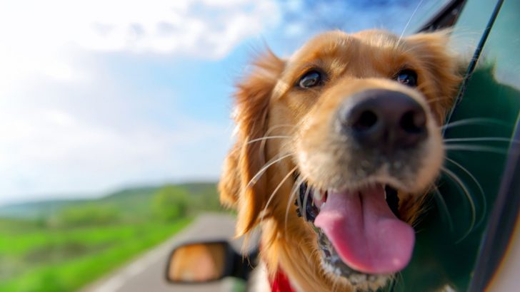 Why Do Dogs Have Whiskers?