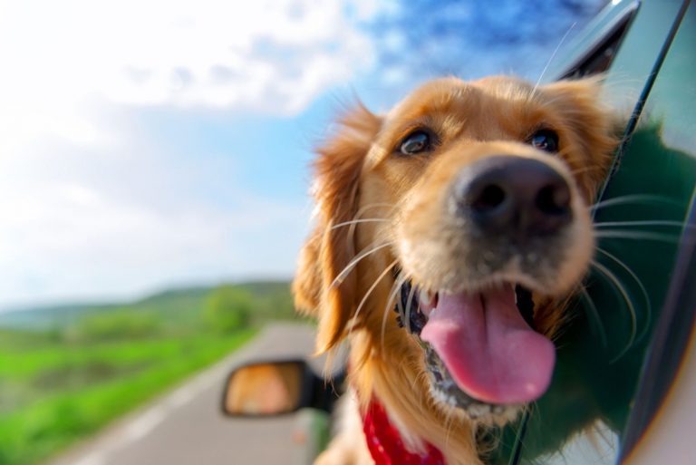 Golden Retriever Looking Out Of Car Window