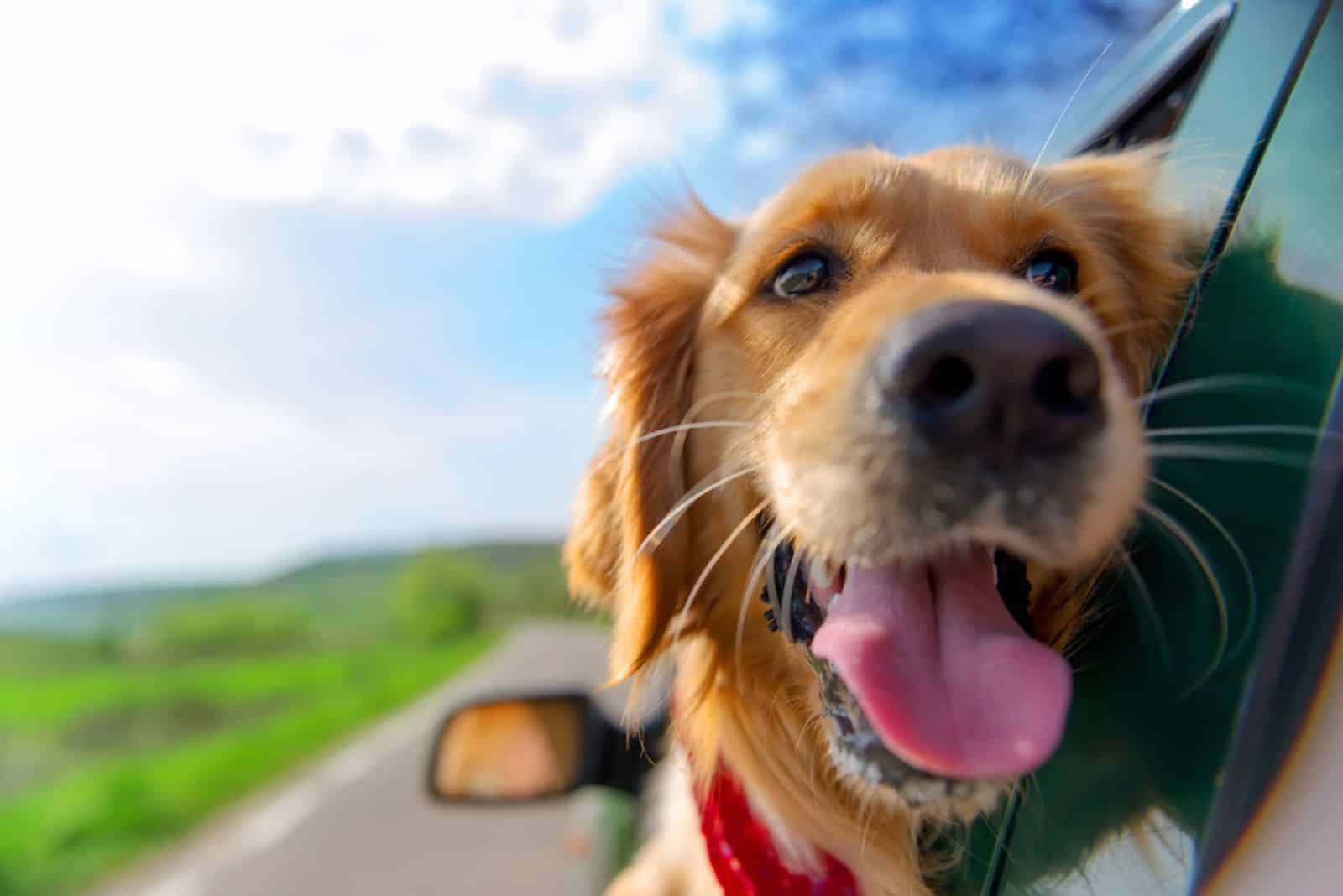 Golden Retriever Looking Out Of Car Window