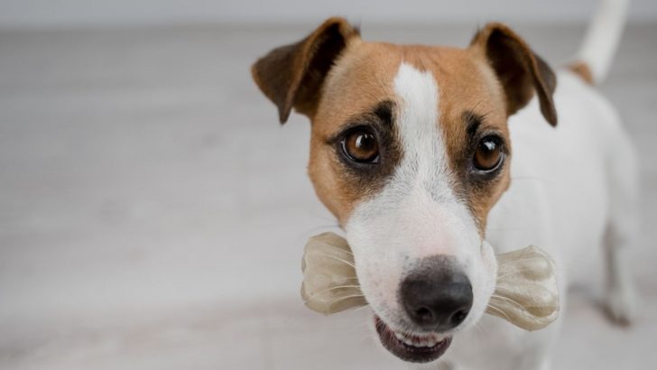 Why Do Dogs Hide Their Treats? We Discovered These 5 Reasons