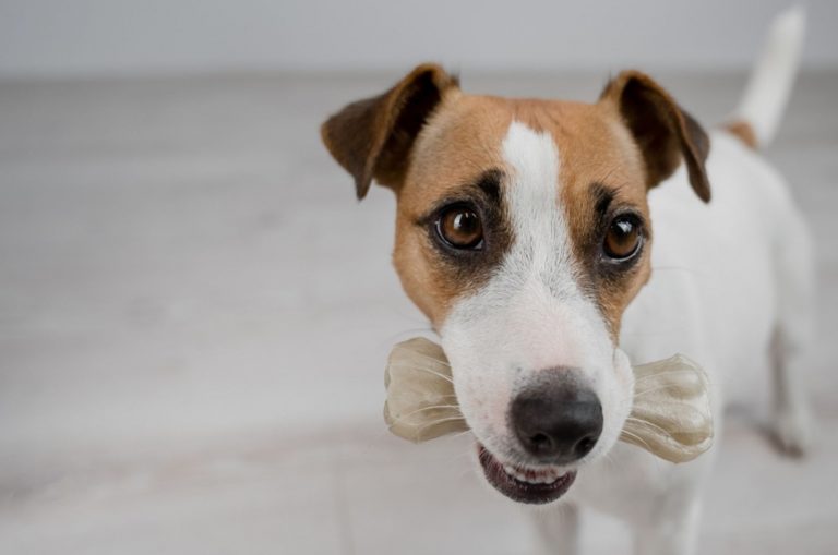 dog holding a treat in his mouth