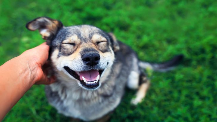 Why Do Dogs Kick When You Scratch Them? A Singular Explanation