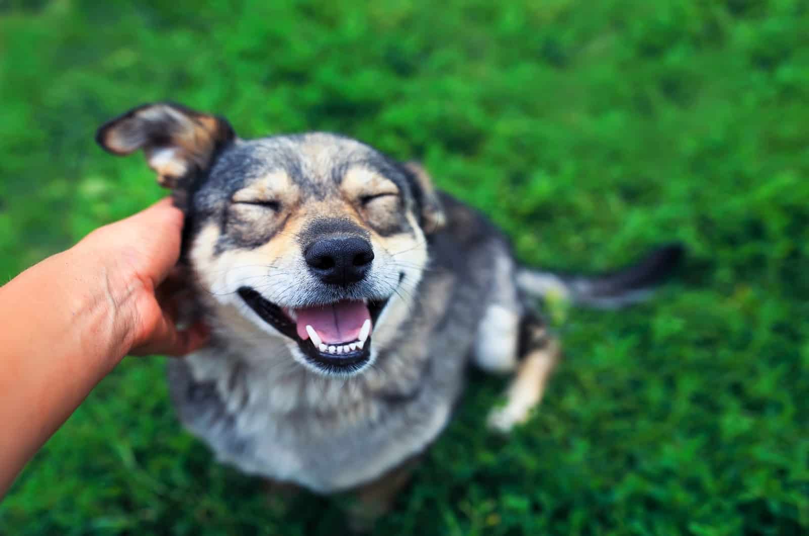 owner scratching dog