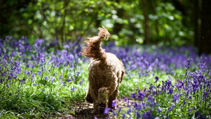 Why Do Dogs Wag Their Tails – Tail Positions Explained