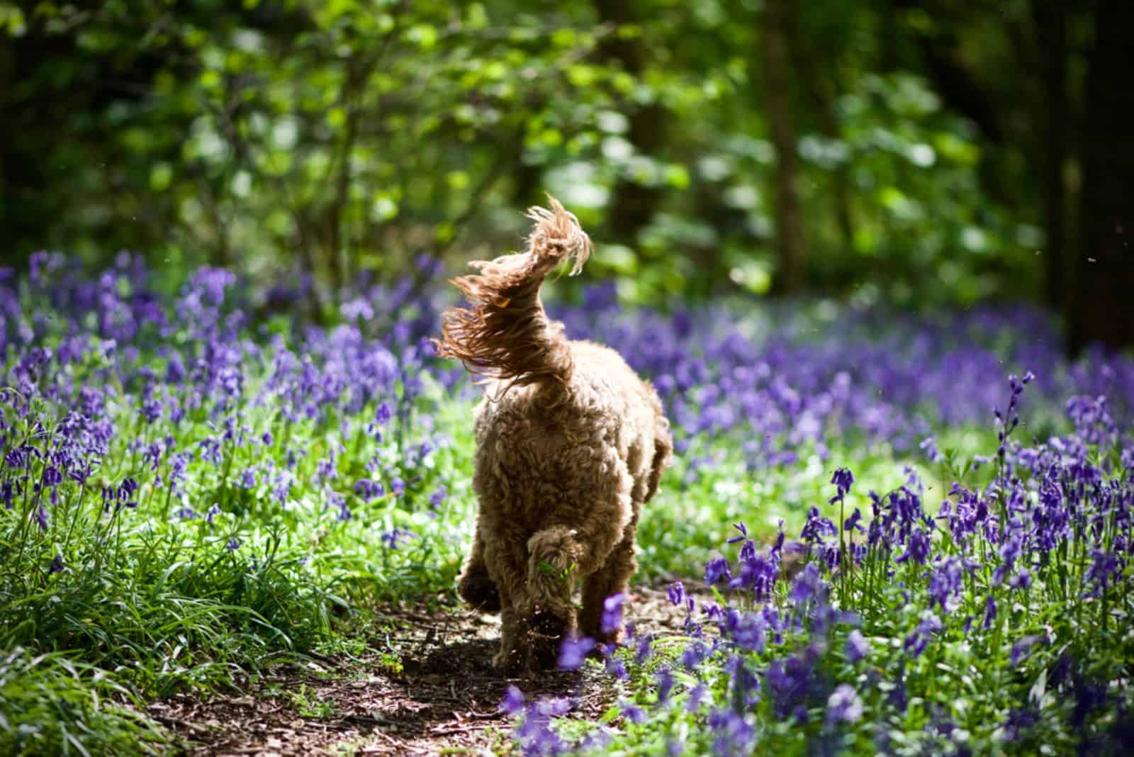 dog walking through a bluebell woodland