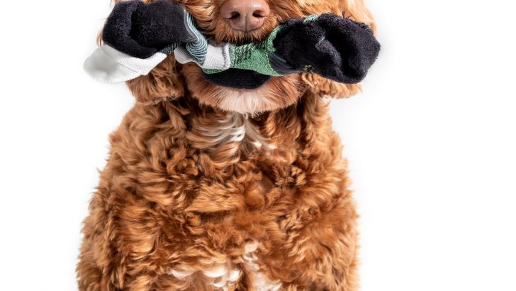 Why Do Goldendoodles Love Socks? 5 Possible Explanations