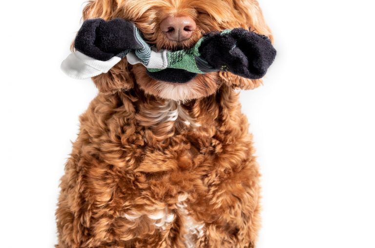 Goldendoodle holding sock in mouth