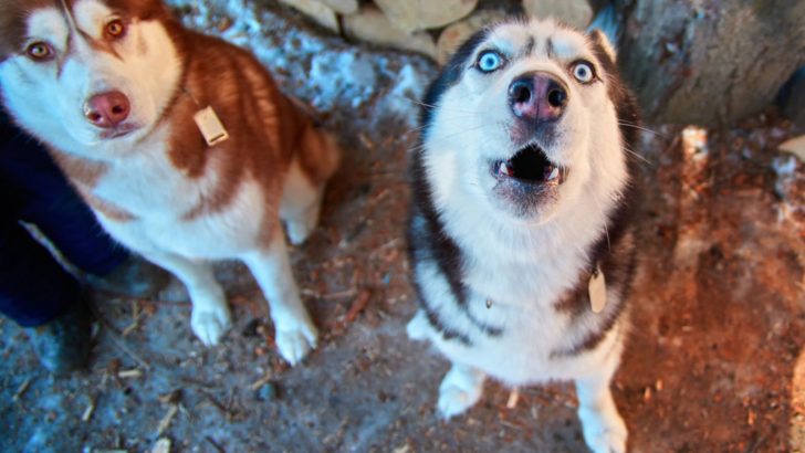 Why Do Huskies Make Weird Noises?