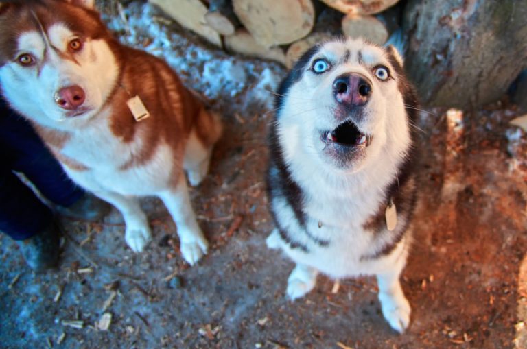 siberian husky howls with his head up