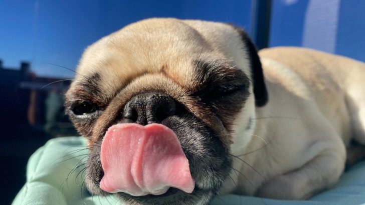 Why Do Pugs Lick The Air? This Article Has 6 Explanations
