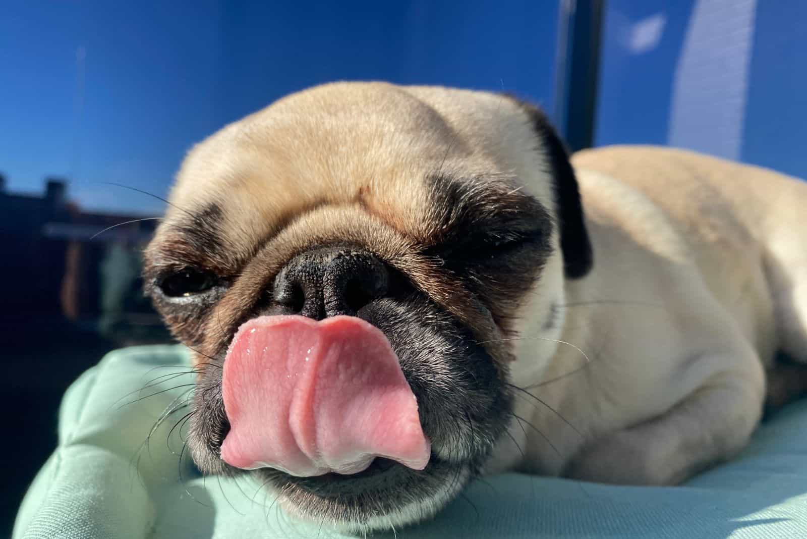 Pug Lick The Air