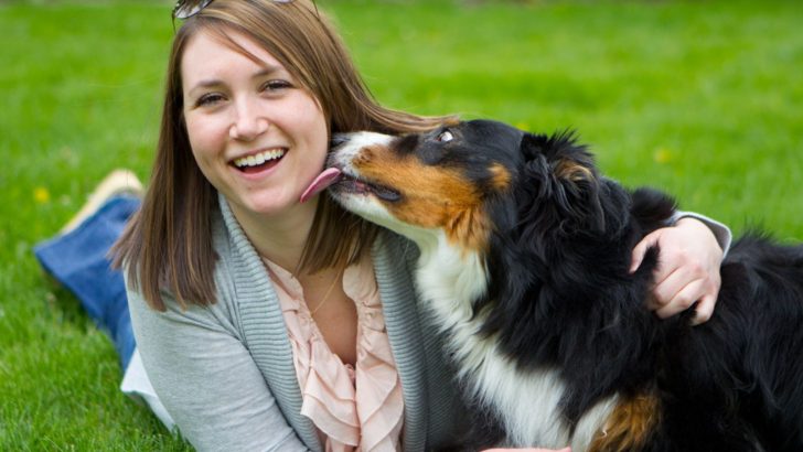 Why Does My Australian Shepherd Lick Me So Much? 11 Slobbery Secrets