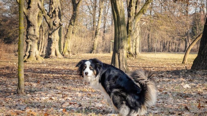 Why Does My Australian Shepherd Pee So Much? 4 Answers