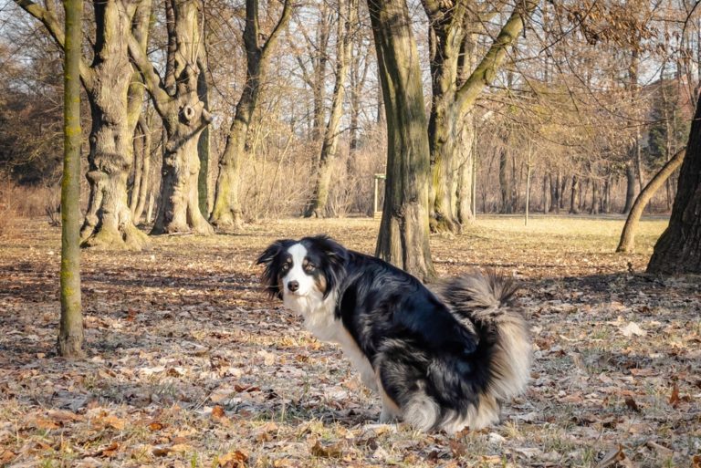 Australian Shepherd Dog pees at spring park