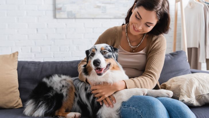 Why Does My Australian Shepherd Sit On Me? 9 Reasons