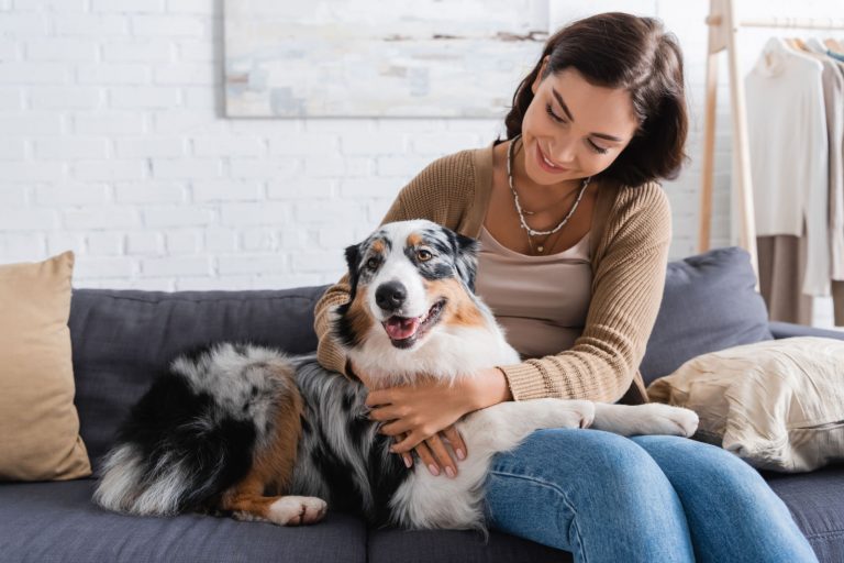 australian shepherd sits in owner's lap