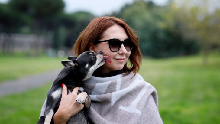 Why Does My Chihuahua Lick Me So Much?