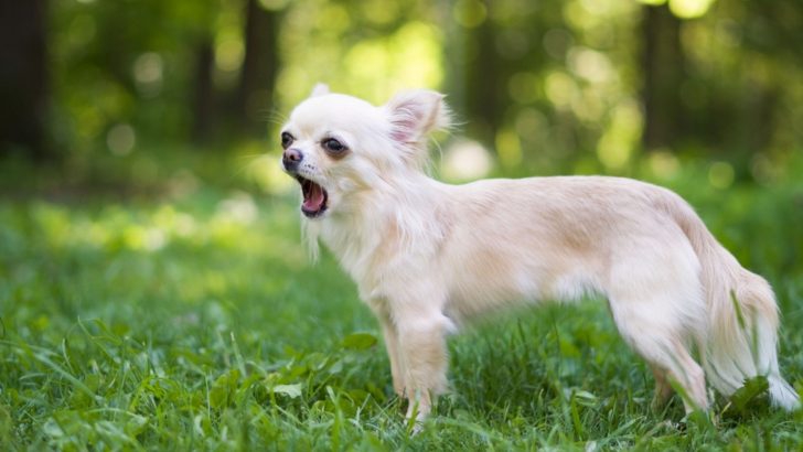 Why Does My Chihuahua Make Weird Noises? 11 Possible Reasons