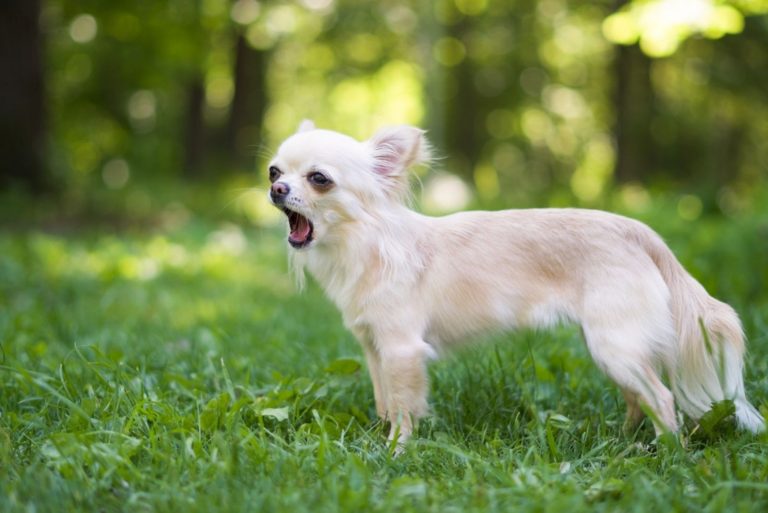 chihuahua yawning outdoor
