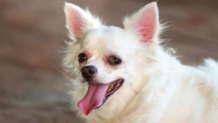 These Are 11 Reasons Why Some Chihuahuas Sound Like They’re Choking On Something