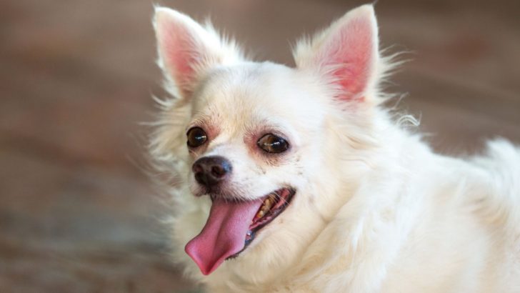 Why Does My Chihuahua Sound Like He’s Choking On Something?