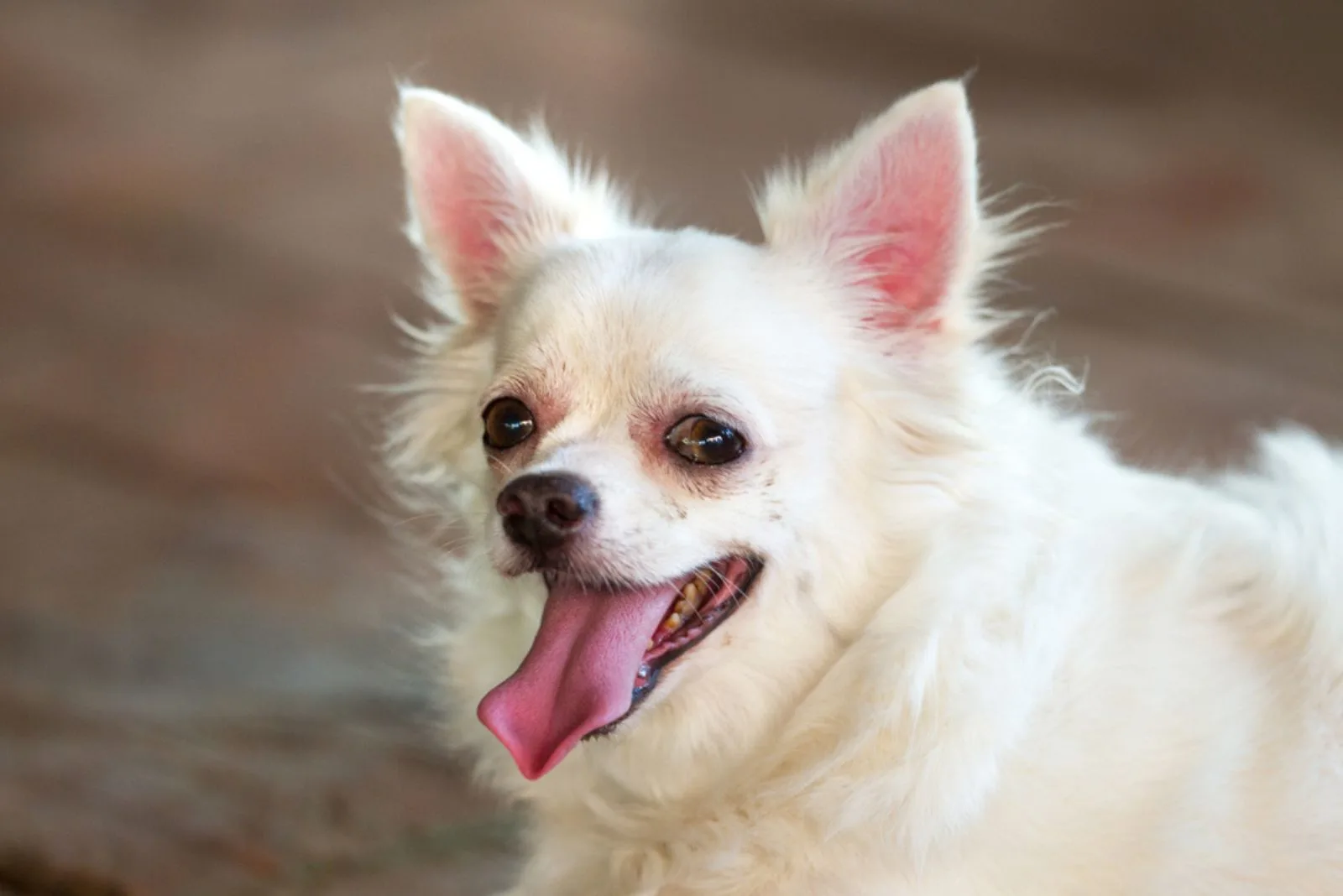 white chihuahua with tongue out