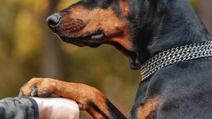 Why Does My Doberman Put His Paw On Me: Top 8 Reasons
