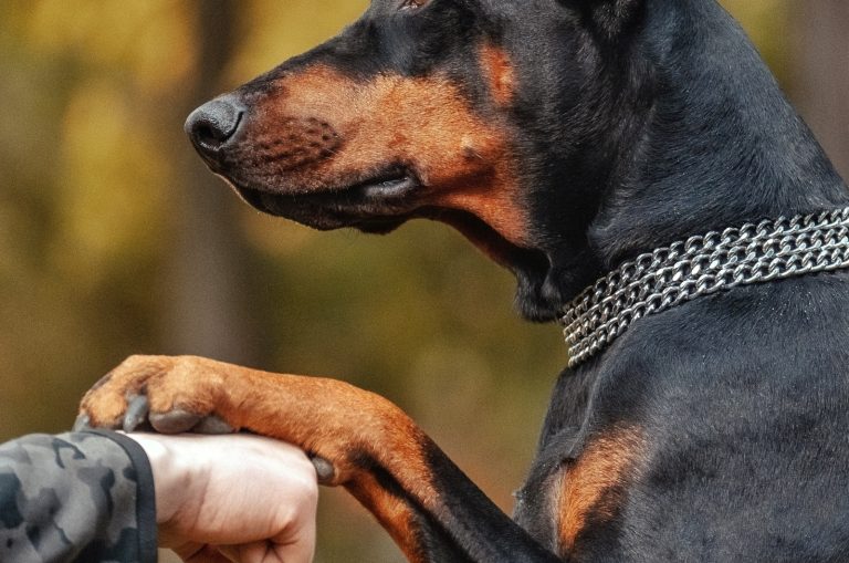 owner holding Doberman 's paw