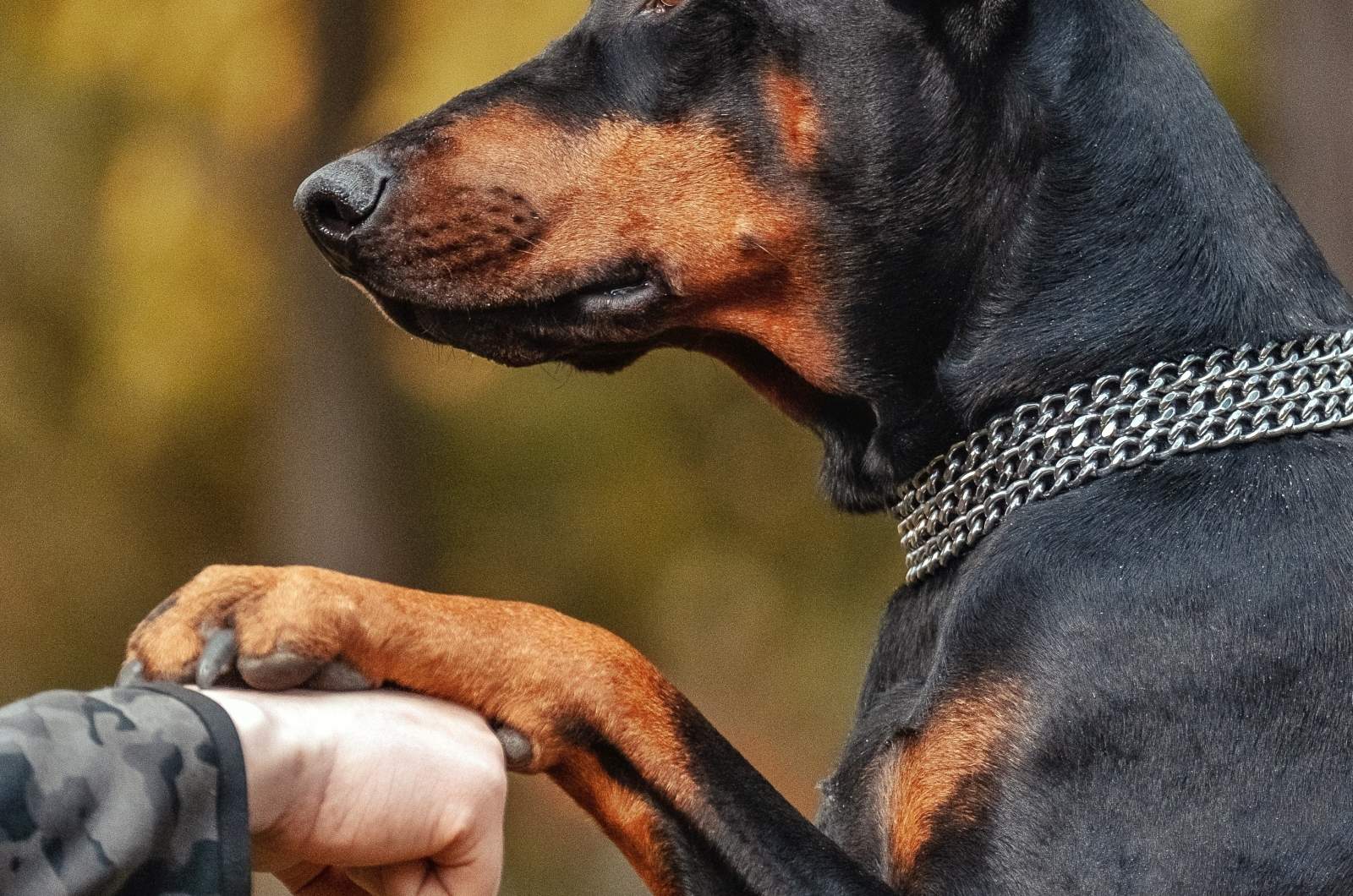 Why Does My Doberman Put His Paw On Me: Top 8 Reasons