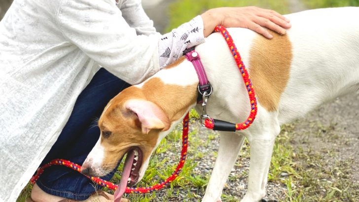 Why Does My Dog Keep Throwing Up? 11 Possible Reasons