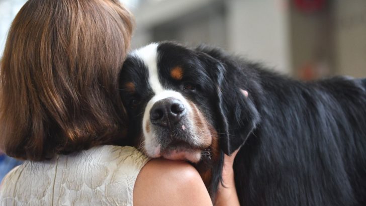 Why Does My Dog Lay His Head On Me – 9 Possible Reasons